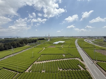 写真4:茶畑ウォーキング in 牧之原台地