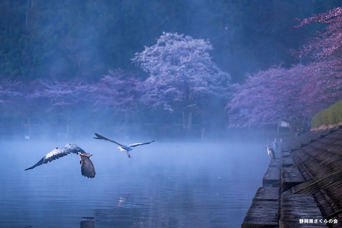 写真：桜の風景部門準特選