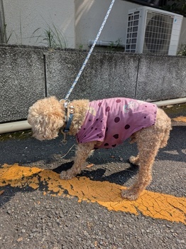 犬写真　2507cd001　横