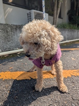 犬写真　2507CD001 正面