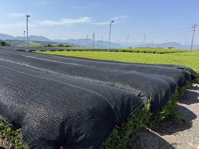 写真:てん茶生産に向けた被覆栽培