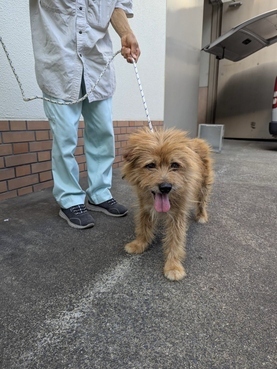 犬写真2507SD001正面