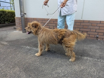 犬写真2507SD001横向き