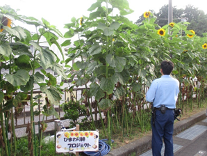 写真：掛川警察署のひまわり（6月30日）