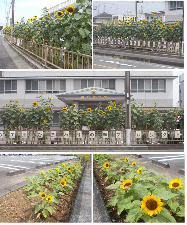 写真：掛川警察署のひまわり（7月6日）撮影